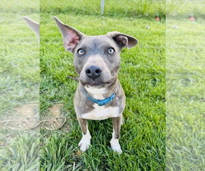 American Pit Bull Terrier-Chihuahua Mix Dogs for adoption in Germantown, OH, USA