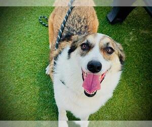 Australian Shepherd Dogs for adoption in Orlando, FL, USA