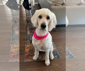 Labradoodle Dogs for adoption in Bellevue, WA, USA