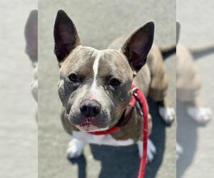 Staffordshire Bull Terrier Dogs for adoption in Camarillo, CA, USA