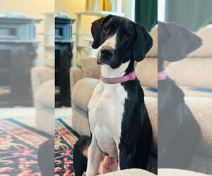 Great Dane Dogs for adoption in Bullard, TX, USA