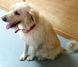 Anatolian Shepherd-Golden Retriever Mix Dogs for adoption in Lovingston, VA, USA