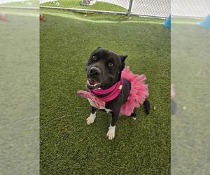 Mutt Dogs for adoption in Downey, CA, USA