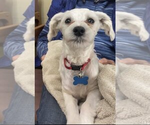 Maltese Dogs for adoption in Harrison, AR, USA
