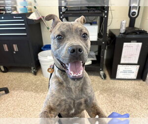 Boston Terrier-Unknown Mix Dogs for adoption in Pueblo, CO, USA