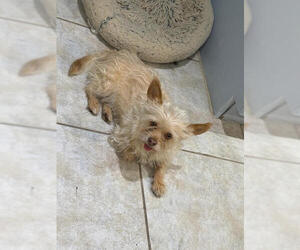 Pomeranian-Unknown Mix Dogs for adoption in Las Vegas, NV, USA