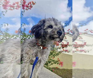 Poodle (Miniature) Dogs for adoption in San Diego, CA, USA