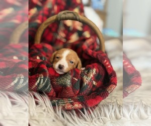 Chihuahua-Unknown Mix Dogs for adoption in Holly Springs, NC, USA