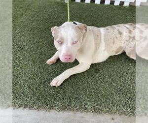 American Pit Bull Terrier Dogs for adoption in Modesto, CA, USA