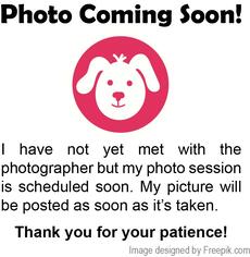 Medium Photo #1 Labrador Retriever-Unknown Mix Puppy For Sale in Jefferson, WI, USA