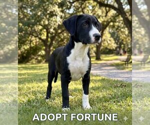 Labrador Retriever-Unknown Mix Dogs for adoption in Genesee, WI, USA