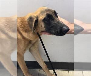 German Shepherd Dog-Unknown Mix Dogs for adoption in Bakersfield, CA, USA
