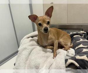 Chihuahua Dogs for adoption in Berkeley , CA, USA