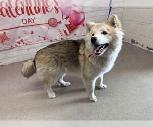 Siberian Husky-Unknown Mix Dogs for adoption in San Bernardino, CA, USA