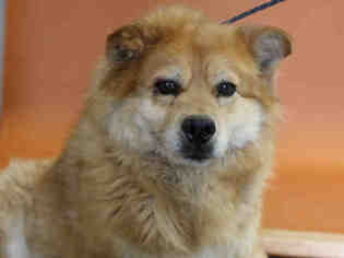 Chow Chow Dogs for adoption in Salt Lake City, UT, USA
