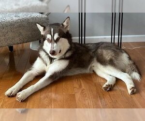 Small Alaskan Malamute