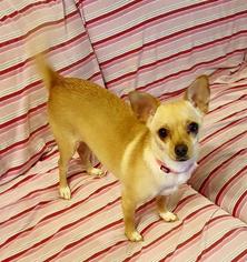 Chihuahua Dogs for adoption in Wylie, TX, USA