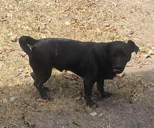 Labrador Retriever-Unknown Mix Dogs for adoption in San Antonio, TX, USA