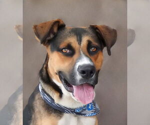 German Shepherd Dog-Unknown Mix Dogs for adoption in Pasadena, CA, USA