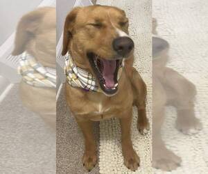 Labrador Retriever-Unknown Mix Dogs for adoption in Glen Haven, WI, USA