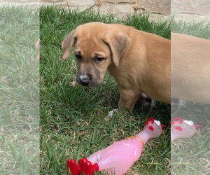 Medium Photo #6 Labrador Retriever-Unknown Mix Puppy For Sale in The Woodlands, TX, USA