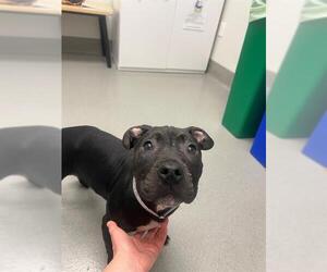 Mutt Dogs for adoption in San Francisco, CA, USA