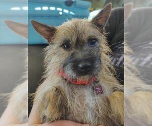 Cairn Terrier Dogs for adoption in St. Louis Park, MN, USA