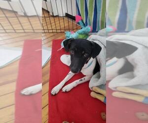 Rat Terrier Dogs for adoption in Essex, VT, USA