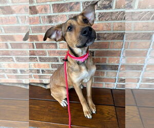 American Pit Bull Terrier-Unknown Mix Dogs for adoption in Germantown, OH, USA