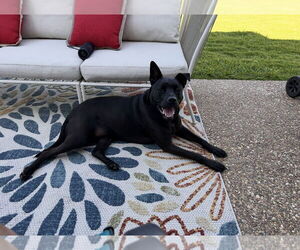 Mutt Dogs for adoption in Euless, TX, USA