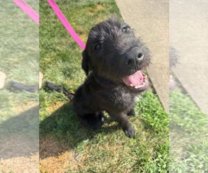 Mutt Dogs for adoption in Germantown, OH, USA
