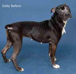 Bullboxer Pit Dogs for adoption in Rochester, NY, USA