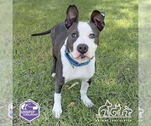American Pit Bull Terrier-Unknown Mix Dogs for adoption in Irvine, CA, USA