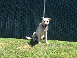 Shepradors Dogs for adoption in Visalia, CA, USA