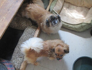 Pekingese-Unknown Mix Dogs for adoption in Oakdale, TN, USA