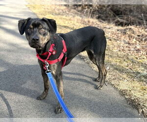 Labrottie Dogs for adoption in Wakefield, RI, USA
