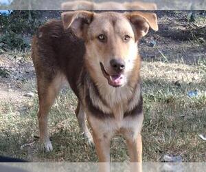 Shepradors Dogs for adoption in San Antonio, TX, USA