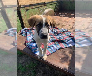 Anatolian Shepherd-Labrador Retriever Mix Dogs for adoption in MIDWAY, UT, USA