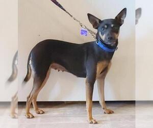 Miniature Pinscher-Whippet Mix Dogs for adoption in Tehachapi, CA, USA