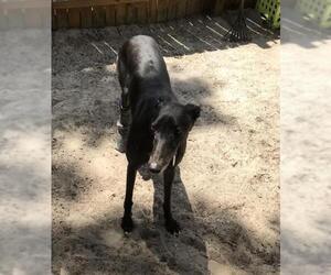 Greyhound Dogs for adoption in Lake Mary, FL, USA