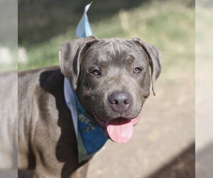 American Staffordshire Terrier-Unknown Mix Dogs for adoption in San Antonio, TX, USA