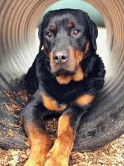 Rottweiler Dogs for adoption in Warwick, RI, USA