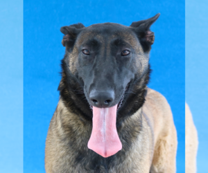 Mutt Dogs for adoption in Pasadena, CA, USA