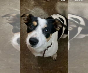 Jack Russell Terrier-Wheaten Terrier Mix Dogs for adoption in Pottstown, PA, USA