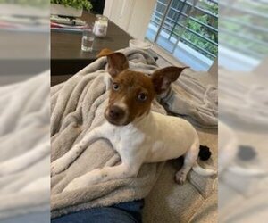 Jack Russell Terrier Dogs for adoption in Dana Point, CA, USA