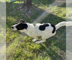 Saint Bernard Dogs for adoption in Austin, TX, USA