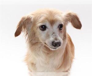 Chihuahua-Unknown Mix Dogs for adoption in Burbank, CA, USA