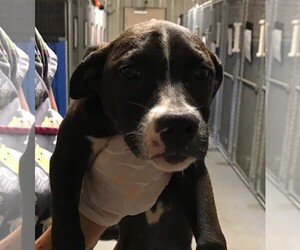 Boxador Dogs for adoption in Fredericksburg, VA, USA