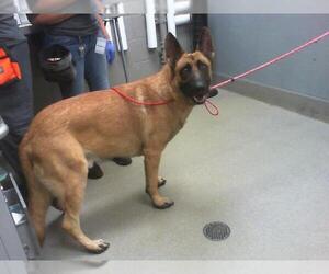 German Shepherd Dog-Unknown Mix Dogs for adoption in Las Vegas, NV, USA