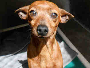 Miniature Pinscher Dogs for adoption in Orange, CA, USA